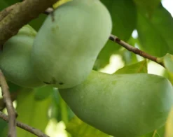 Veredelte Indianerbanane `NC1´ Asimina Triloba `NC1´