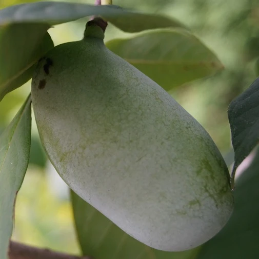 Veredelte Indianerbanane (Paw Paw) `Prima 1216´ Asimina Triloba `Prima 1216´ – Bild 3