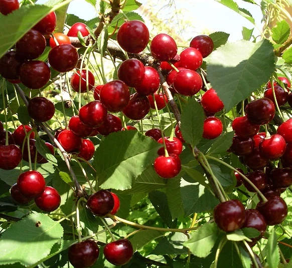 Sauerkirsche `Jade´ (S), Wurzelecht (kleinbleibend) Prunus Cerasus `Jade´