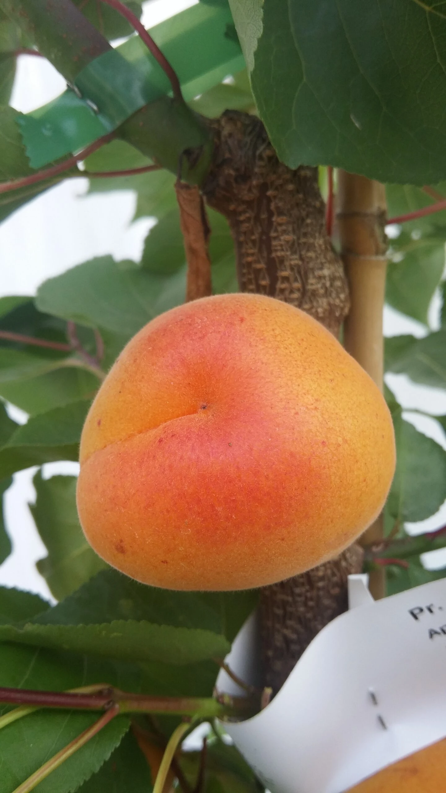 Aprikose Kioto ® Prunus Armeniaca `Kioto´ – Bild 2