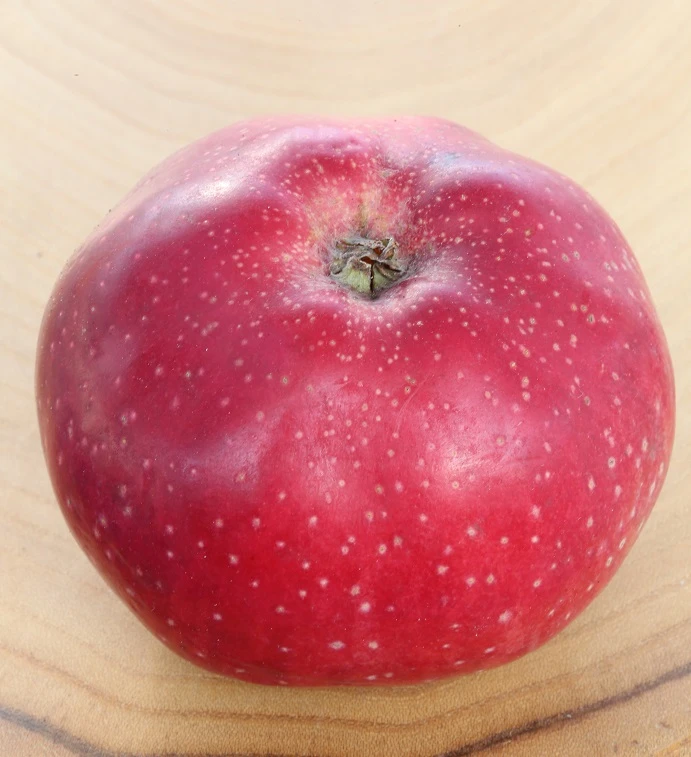 Melrose Malus Domestica `Melrose´