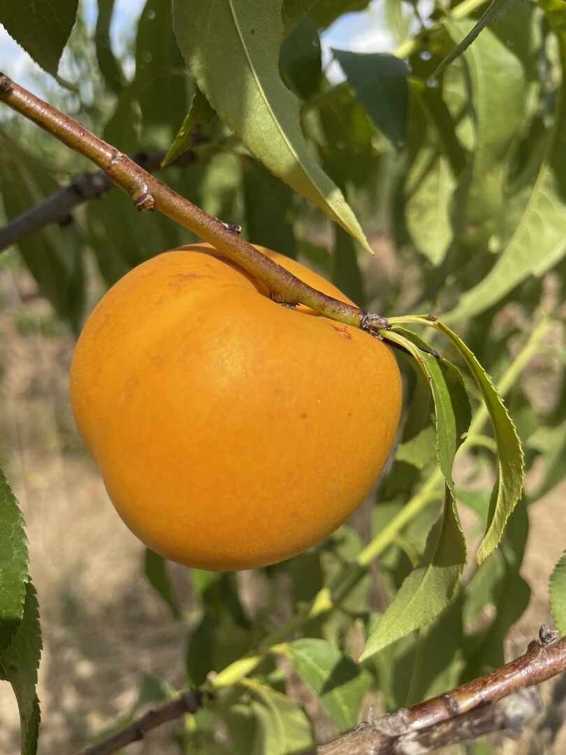 Honig-Nektarine `Bellarina´ Prunus Nucipersica `Bellarina´ – Bild 3