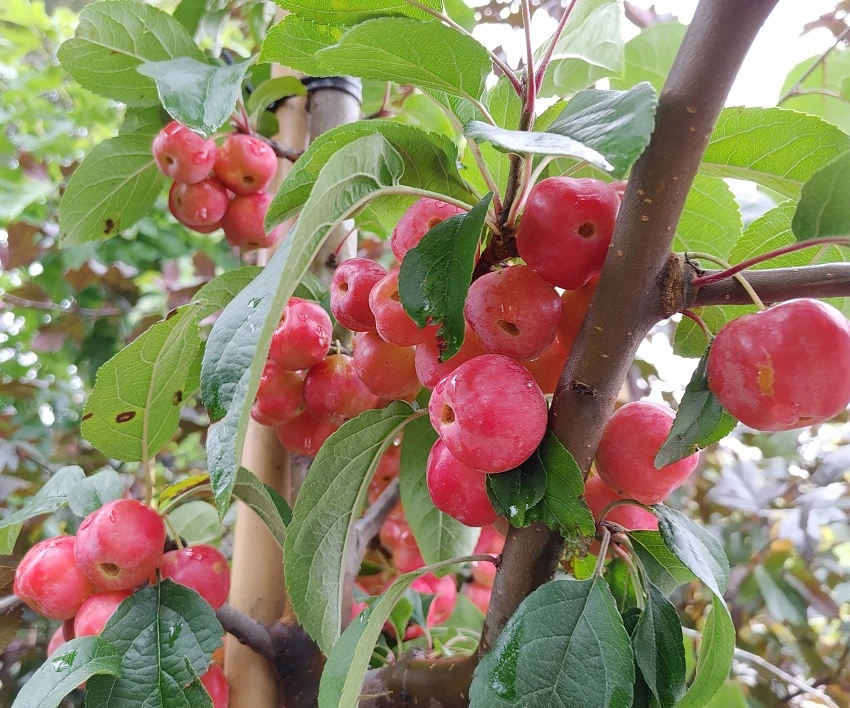 Zierapfel `Red Sentinel´ Malus `Red Sentinel´ – Bild 2