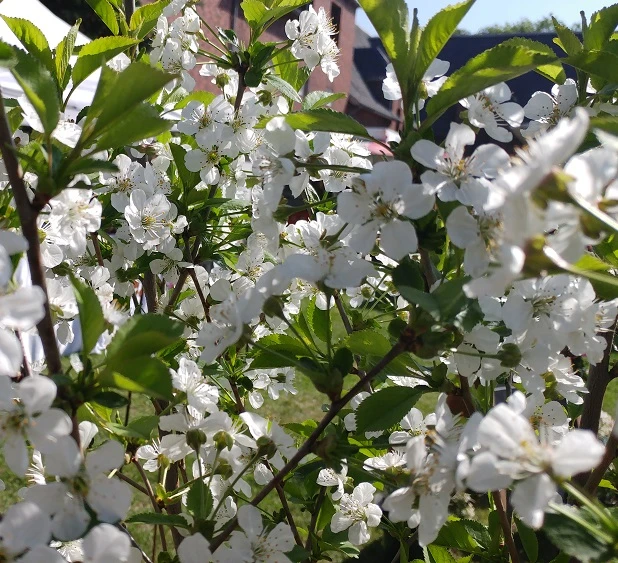 Morina ® Prunus Cerasus `Morina´ – Bild 2