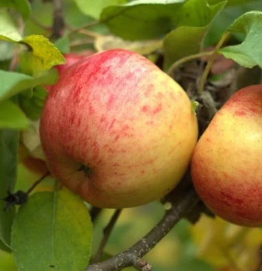 Topaz ® Malus Domestica – Bild 2