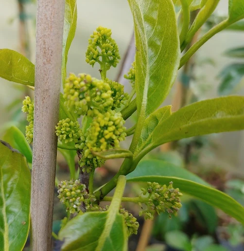 Schwarzer Tupelobaum Nyssa Sylvatica – Bild 2