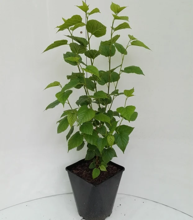 Kompakt Wachsende Maulbeere `Mulle´ Morus Acidosa `Mulle´ – Bild 2